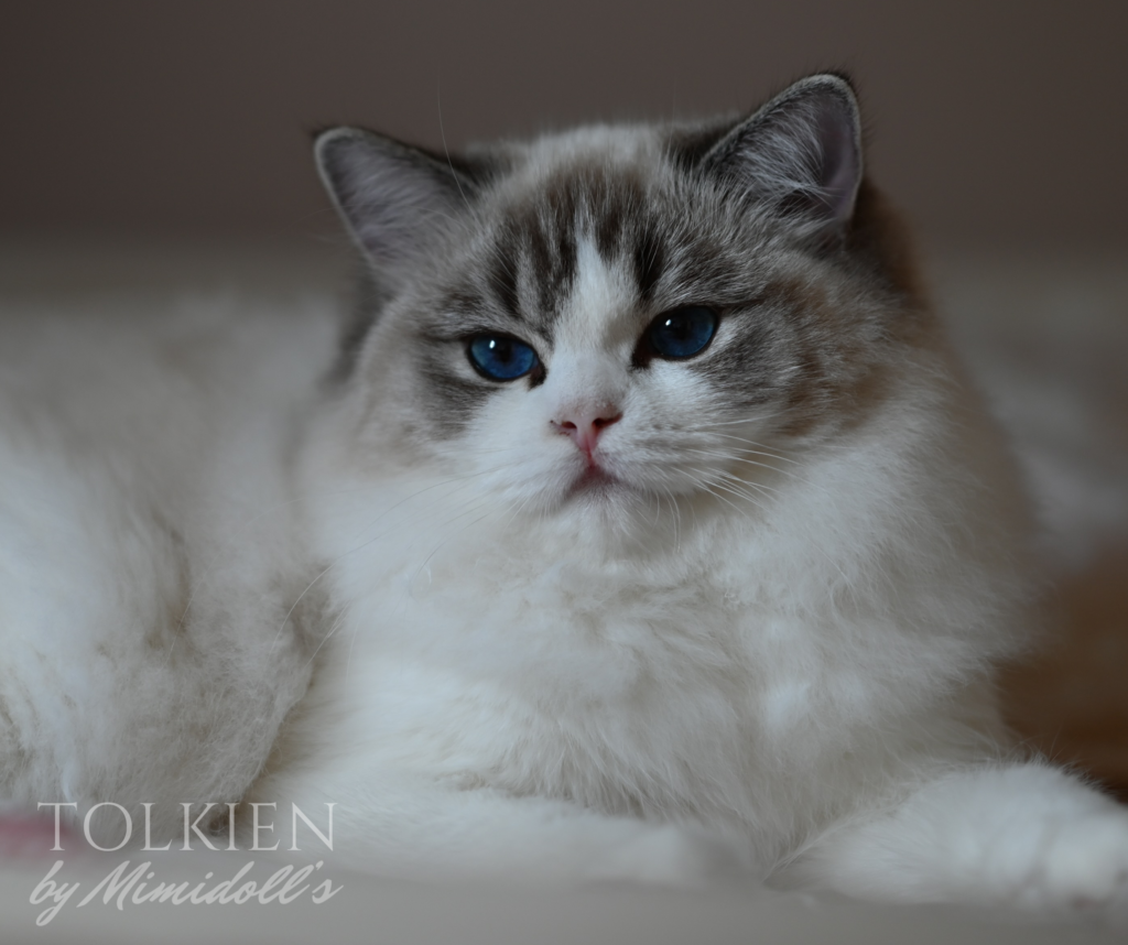 Ragdoll Seal Lynx Bicolor