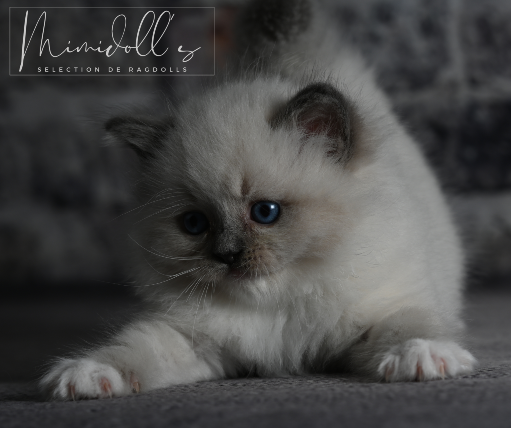 Chaton Ragdoll