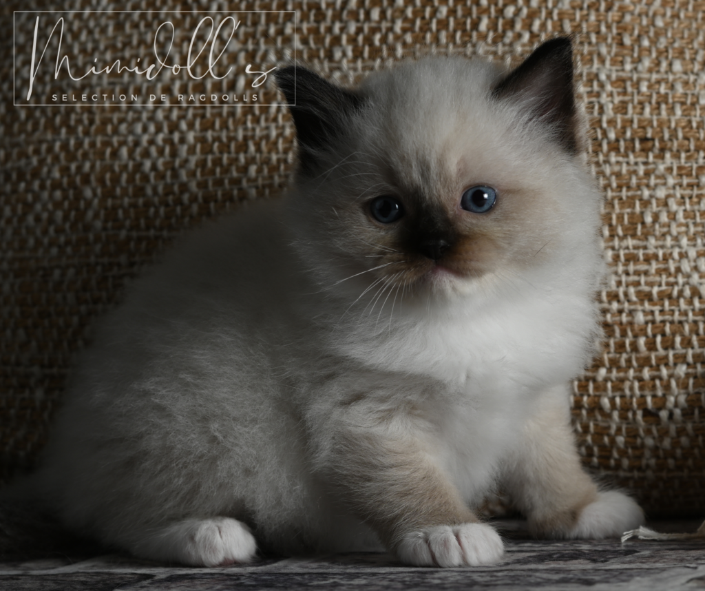 Chaton Ragdoll