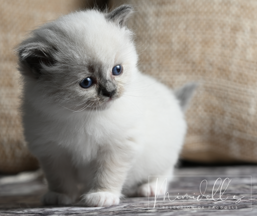 Chaton Ragdoll