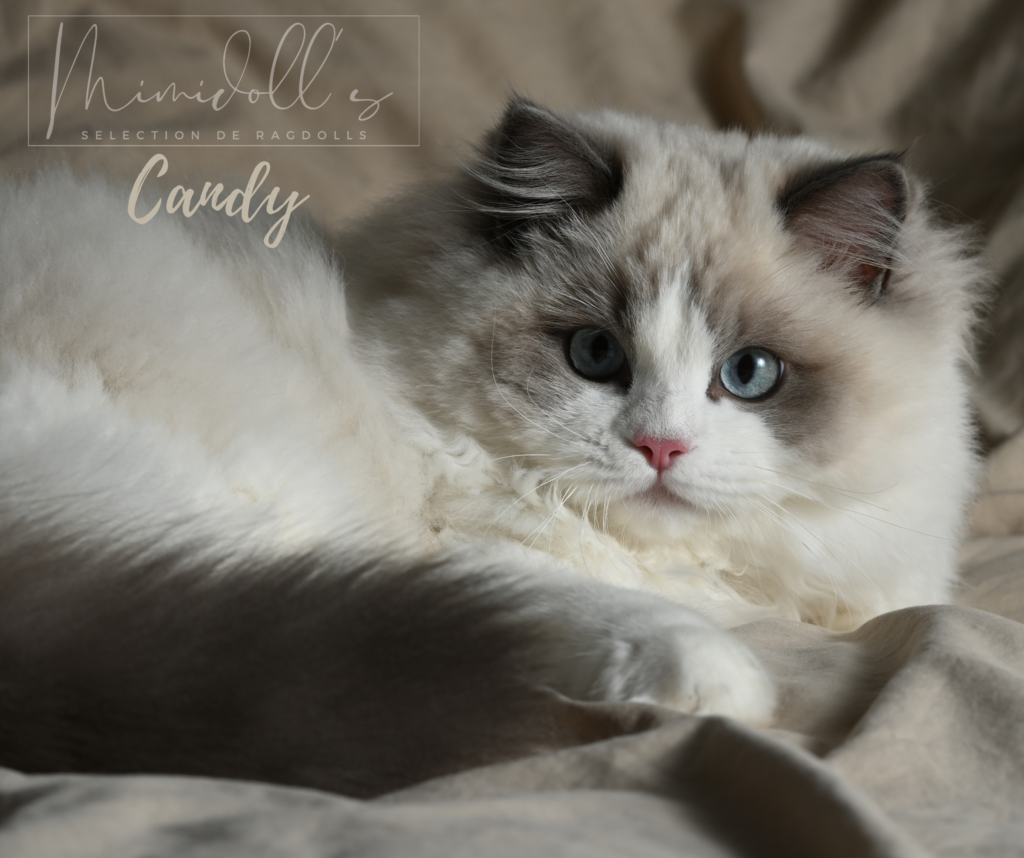 Ragdoll Blue Bicolor