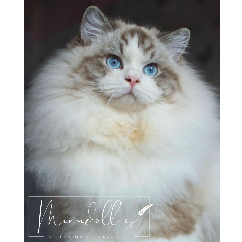 Ragdoll Seal Lynx Bicolor